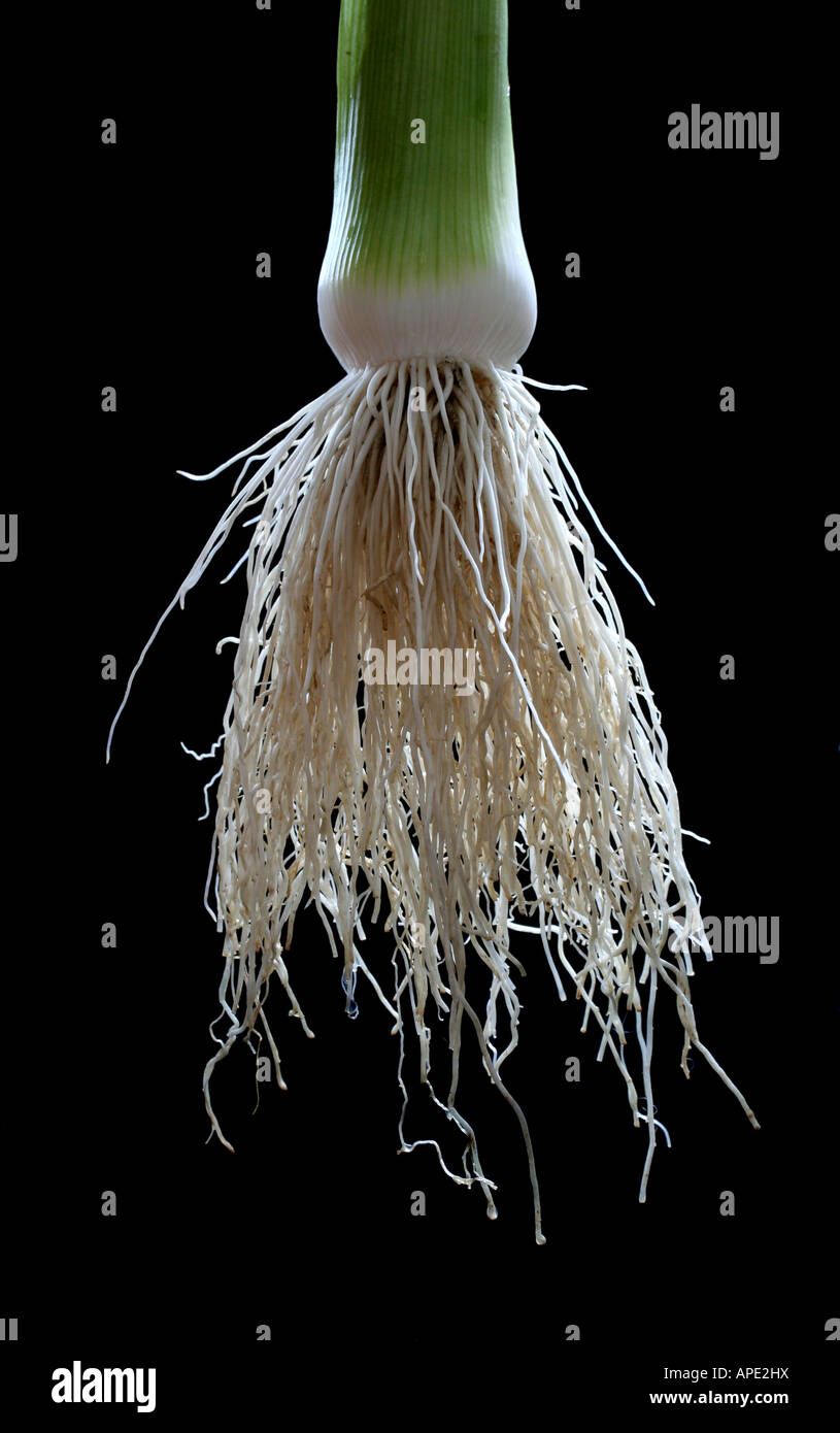Il materiale fibroso a radici di un porro (Allium ampeloprasum var. porrum) Foto Stock