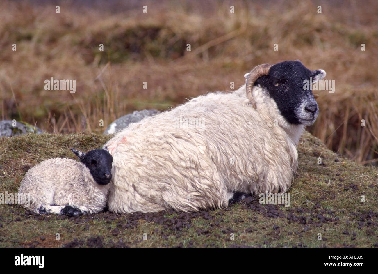 Pecora nera Pecora di fronte ed il ricovero di agnello GMM 1064 Foto Stock