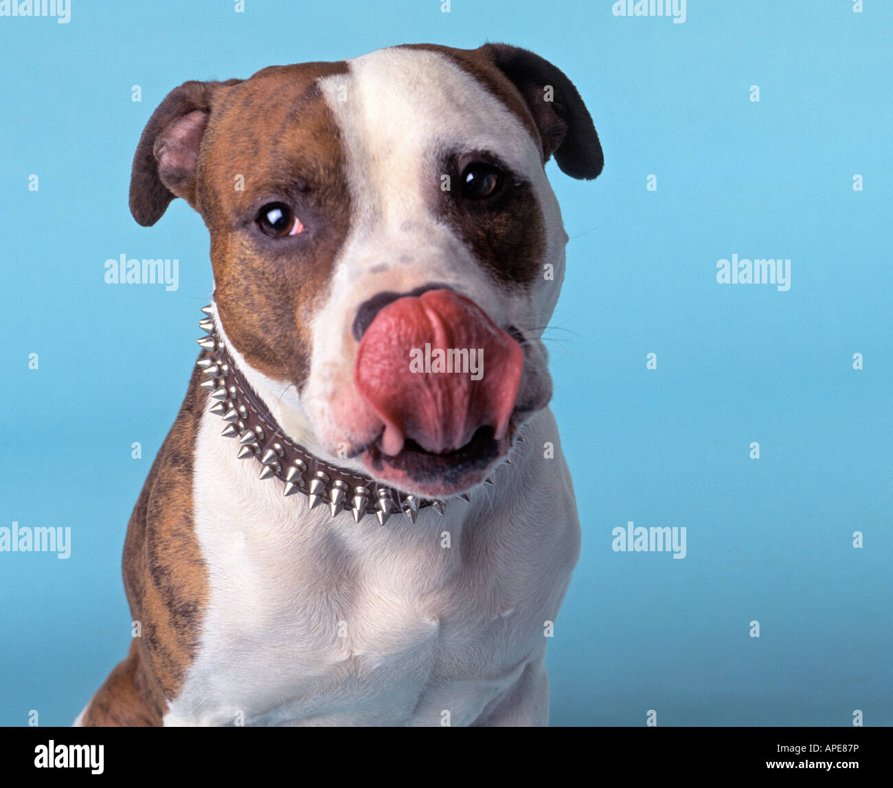 Pit bull Foto Stock