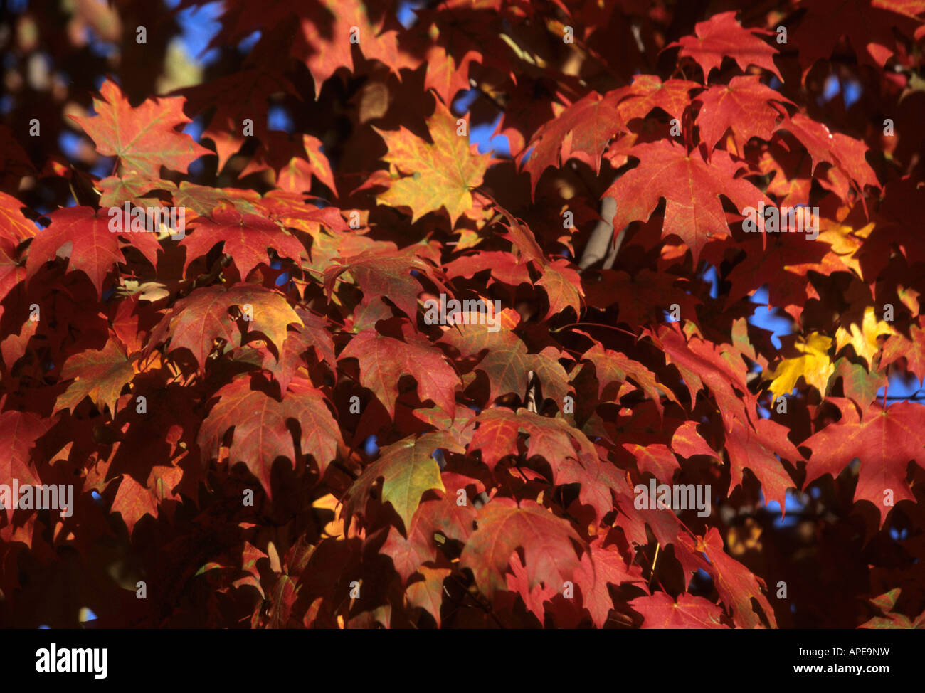 Rosso di foglie di acero in autunno in mostra la loro brillantezza in una giornata di sole. Foto Stock