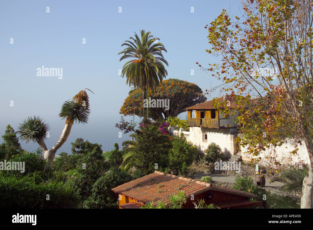 Spagna Isole Canarie Tenerife Icod de los Vinos Parque del Drago Dragon Tree Foto Stock