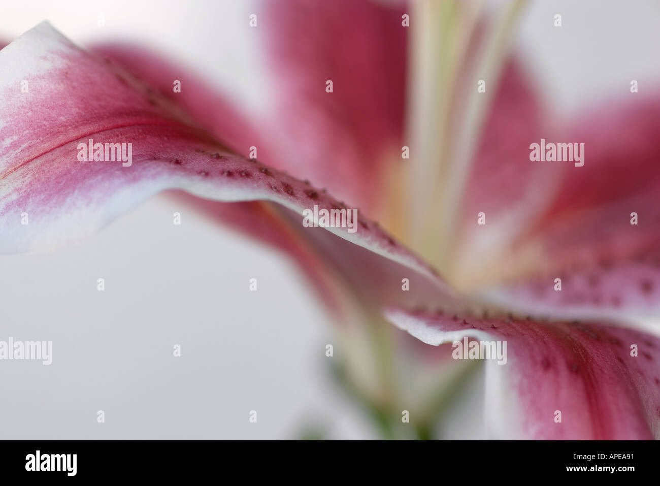 Soft focus Stargazer Lily Foto Stock