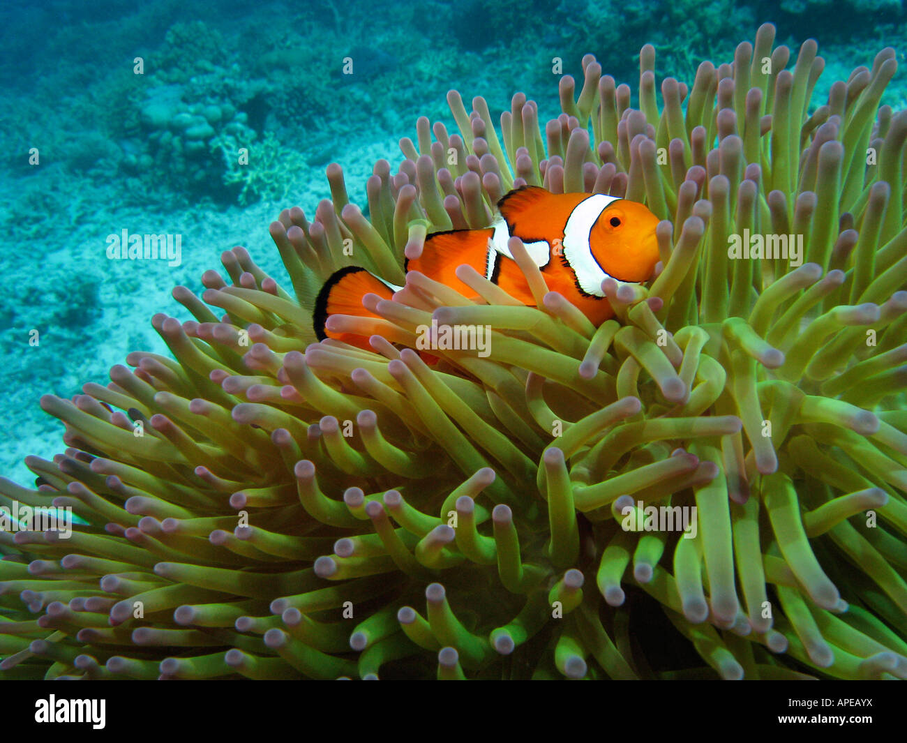 Western Clownfish Amphiprion ocellaris in Anemone Agincourt Reef della Grande Barriera Corallina del Queensland del Nord Australia Foto Stock