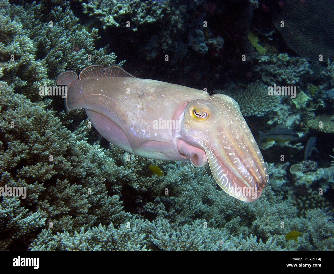 Seppie Agincourt Reef della Grande Barriera Corallina del Queensland del Nord Australia Foto Stock