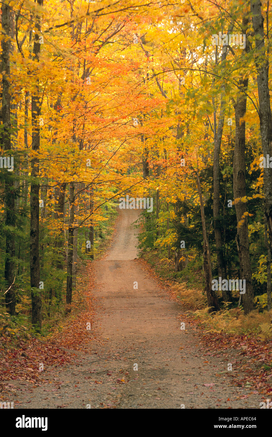 La fotografia il giallo e il verde delle foglie sugli alberi in caduta lungo un rurale strada sterrata nelle White Mountains del New Hampshire Foto Stock