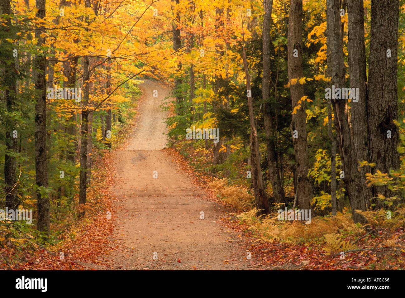 La fotografia il giallo e il verde delle foglie sugli alberi in caduta lungo un rurale strada sterrata nelle White Mountains del New Hampshire Foto Stock