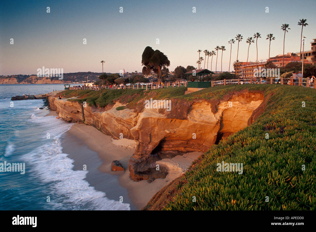 La luce del tramonto lungo il viale costeggiato da palme e Rupi costiere a Scripps Park La Jolla California Foto Stock