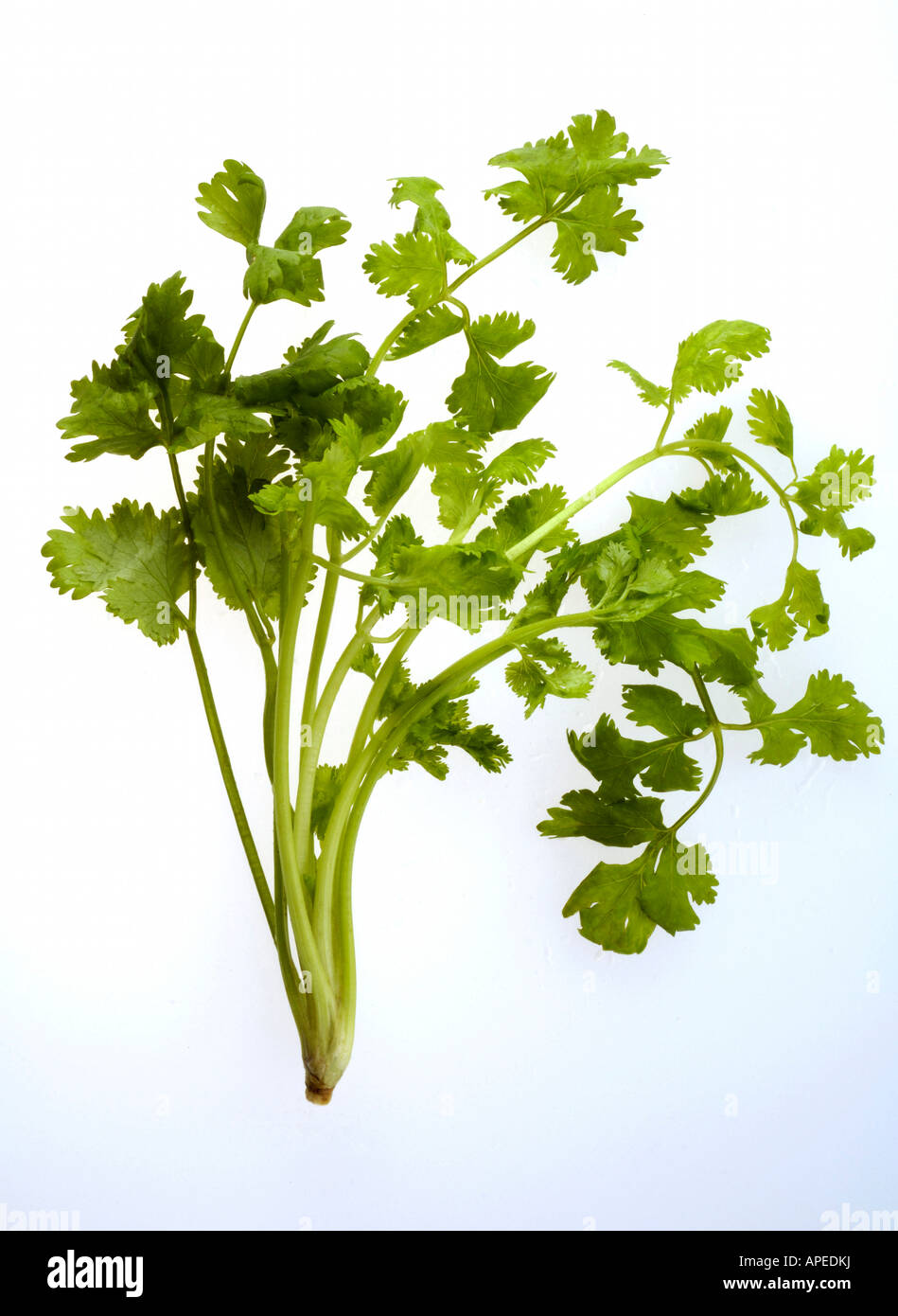 Foglie di coriandolo Dhaniya nome botanico Coriandnum Sativum famiglia Umbelliferae Foto Stock