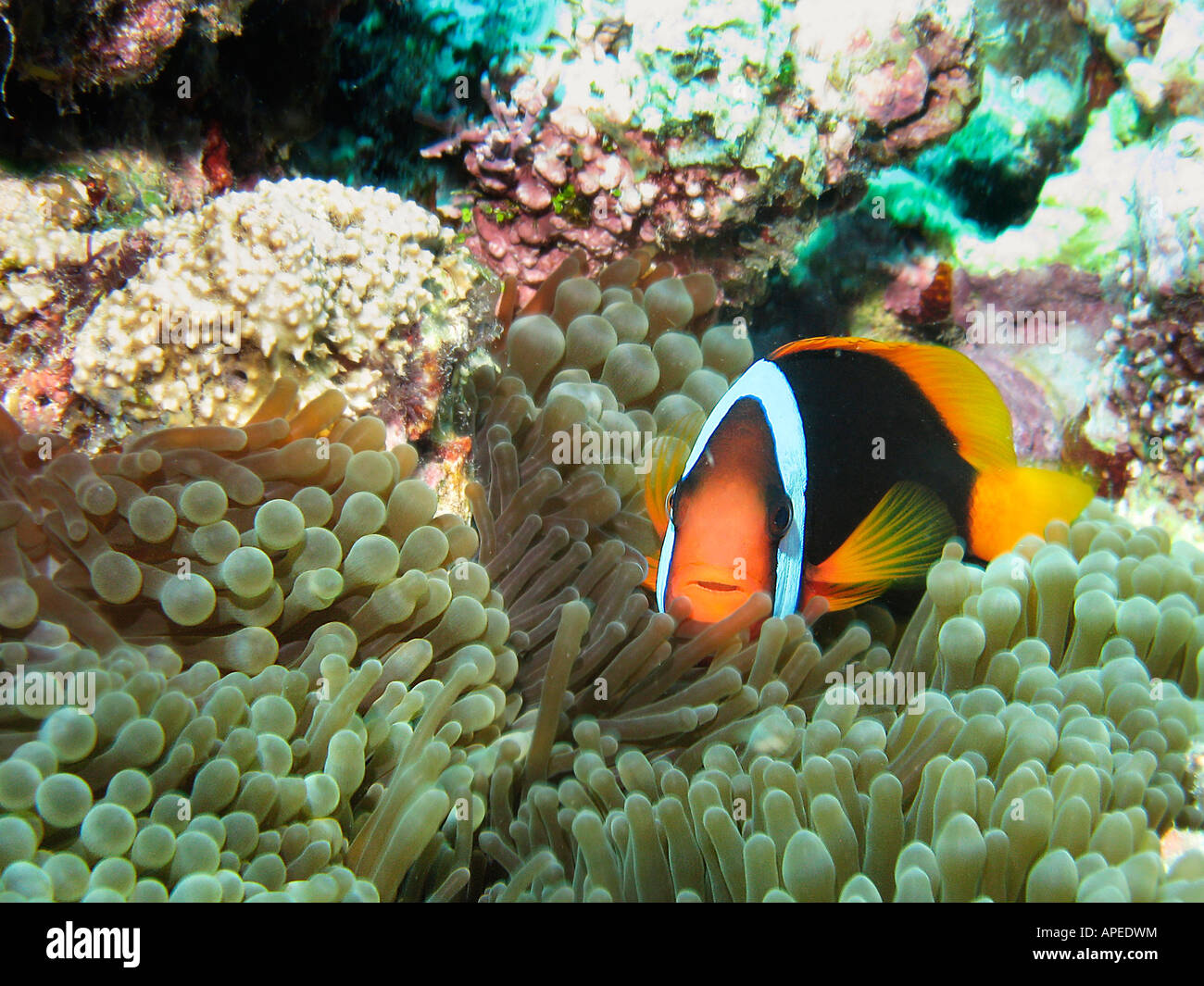 Black Anemonefish Amphiprion melanopus in Anemone Agincourt Reef della Grande Barriera Corallina del Queensland del Nord Australia Foto Stock