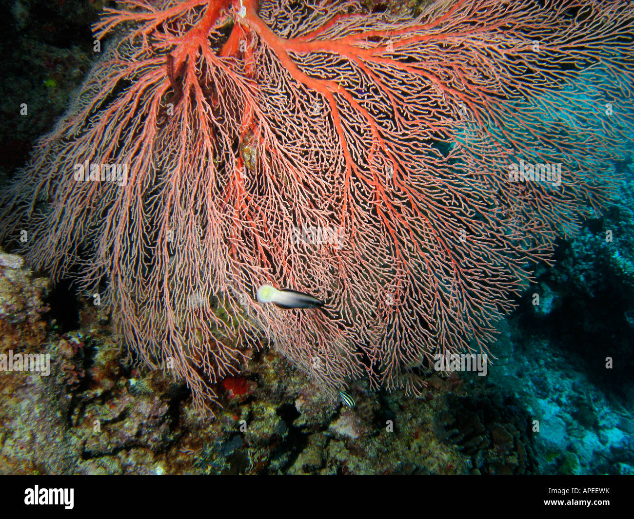 Fan coral Agincourt Reef della Grande Barriera Corallina del Queensland del Nord Australia Foto Stock