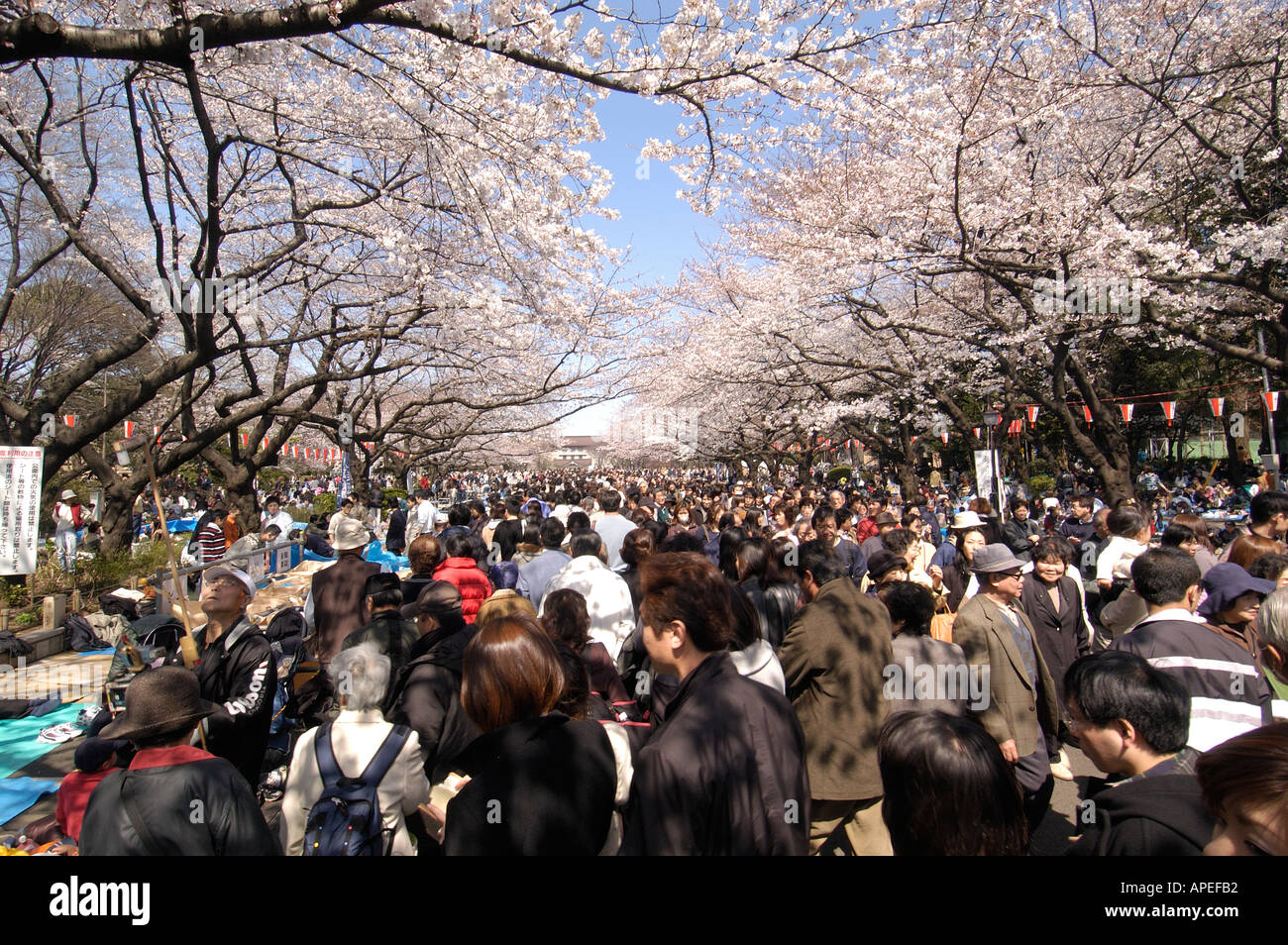 Crowds celebrate cherry blossom season in Ueno Park Tokyo Japan Foto Stock