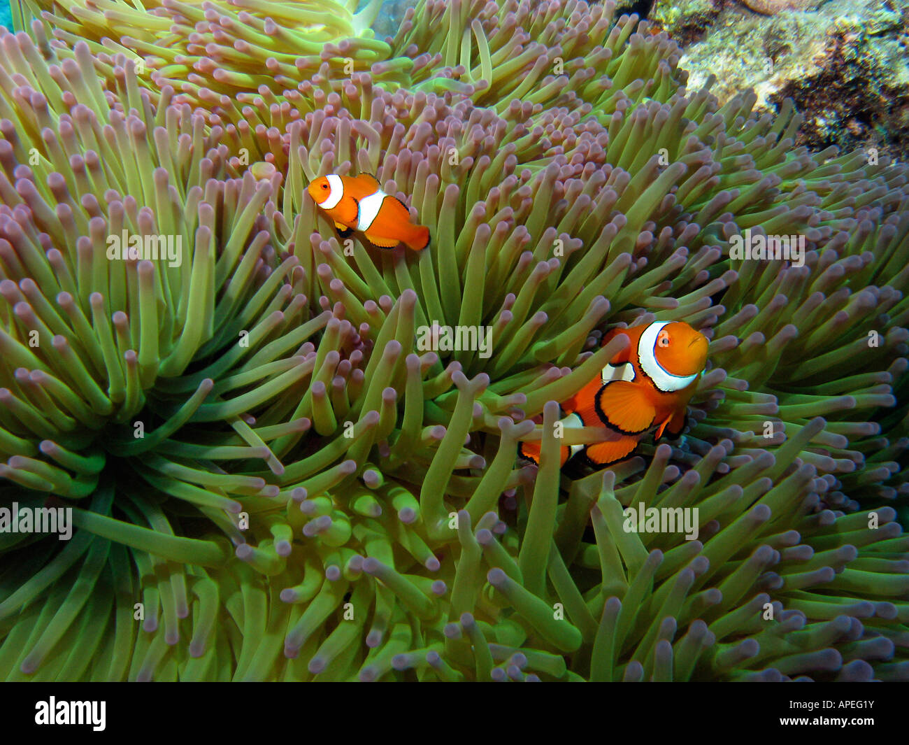 Western Clownfish Amphiprion ocellaris in Anemone Agincourt Reef della Grande Barriera Corallina del Queensland del Nord Australia Foto Stock