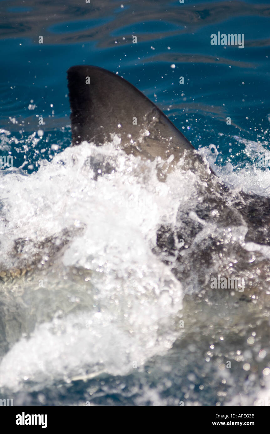 Pinna di squalo bianco rompendo la superficie a Guadalupe Island, Messico. Foto Stock