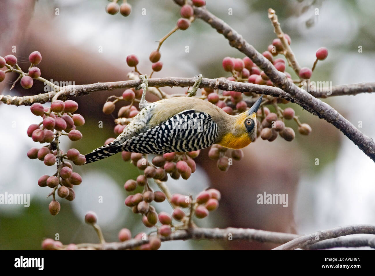 Golden-cheeked Picchio chrysogenys Melanerpes Sayulita Nayarit Messico 19 gennaio femmina adulta Picidae Foto Stock