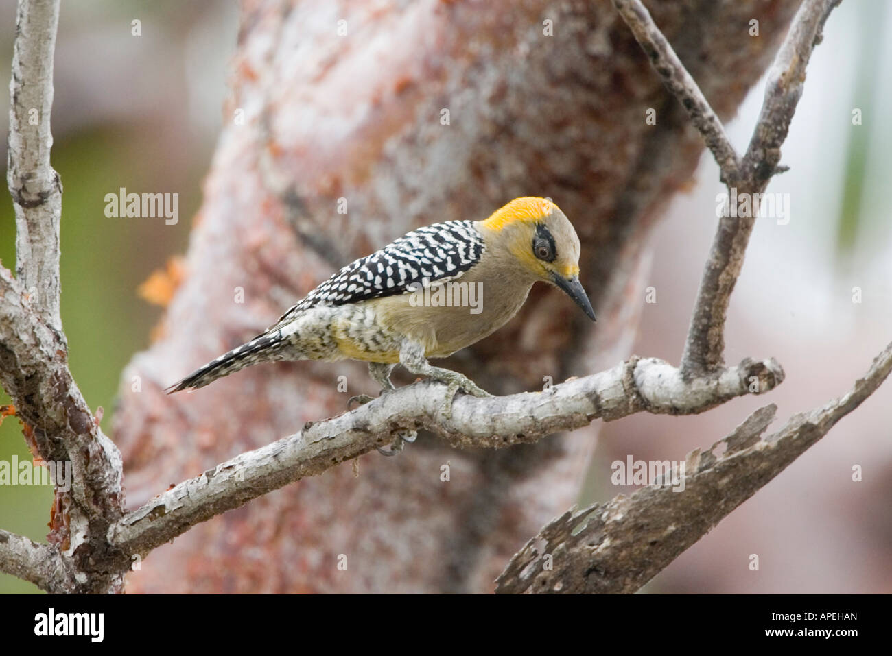 Golden cheeked Picchio chrysogenys Melanerpes Sayulita Nayarit Messico 19 gennaio maschio adulto Picidae Foto Stock