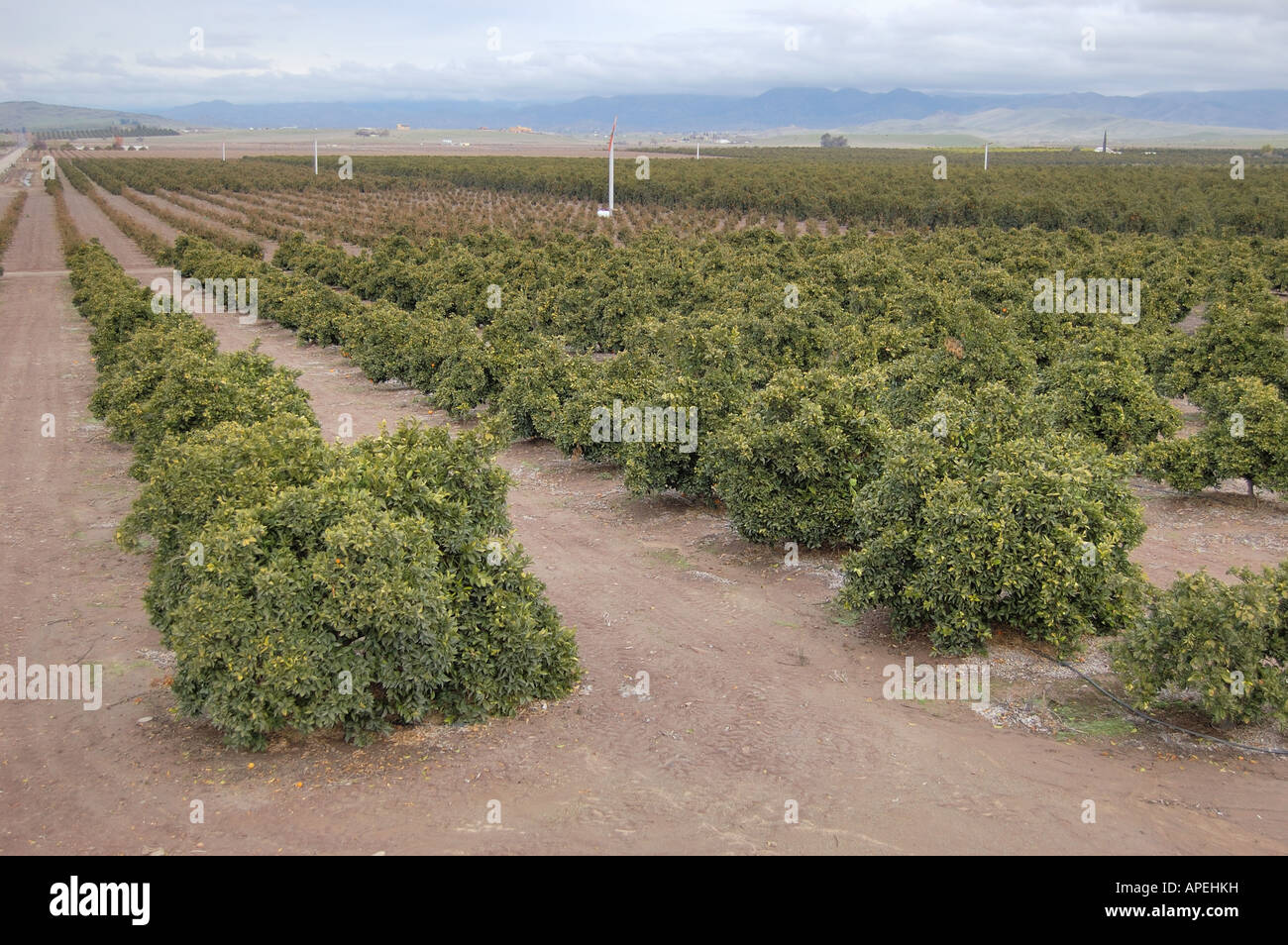 Agrumeto Central Valley della California USA macchine di vento Sierra Nevada cielo invernale Foto Stock