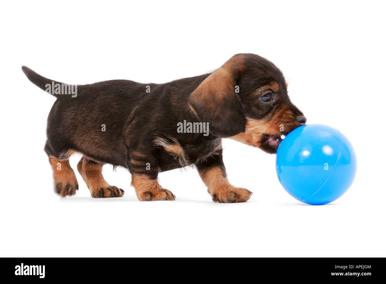 Salsicce di cane cane domestico Canis lupus f familiaris cucciolo mordere una sfera in plastica Foto Stock