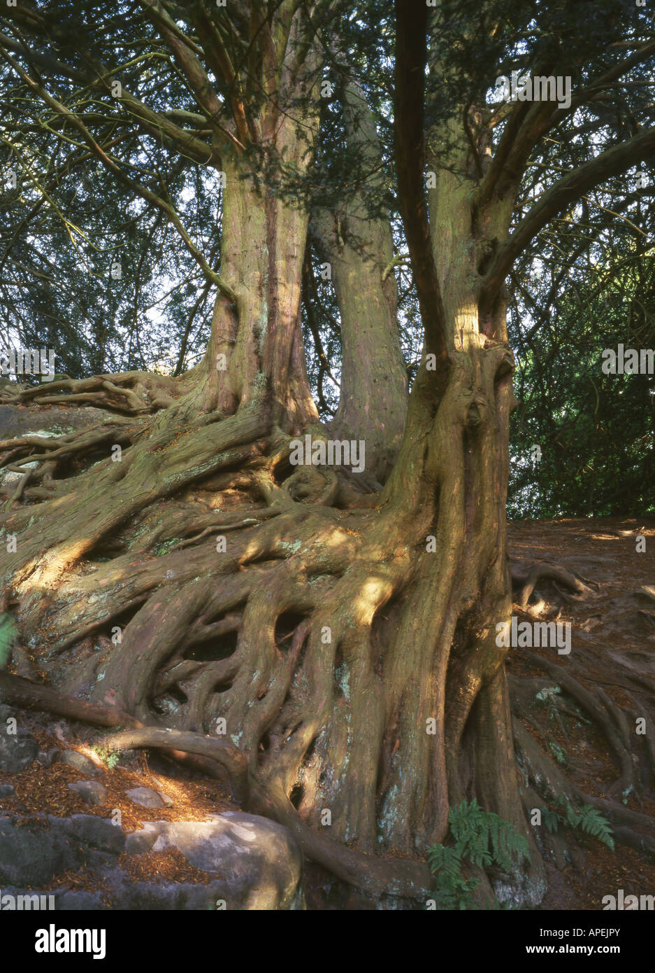 Yew Tree radici esposte e diffondersi su roccia a Wakehurst posto nel Sussex Regno Unito Foto Stock