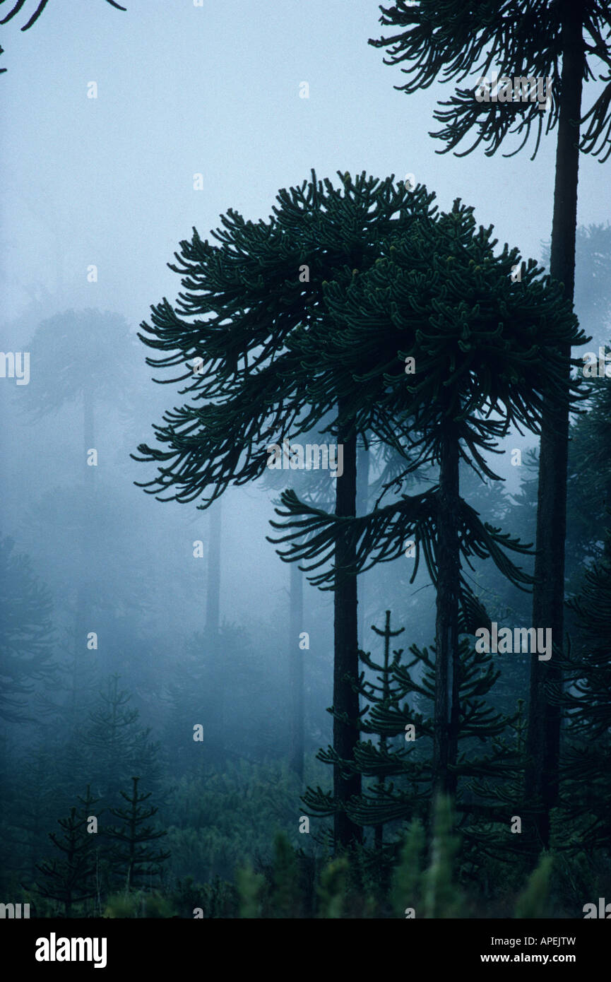 Preistorici puzzle di scimmia (Araucaria araucana) alberi nella nebbia sulle pendici delle Ande attivo vulcano Lonquimay, Regione 9 , Cile Foto Stock