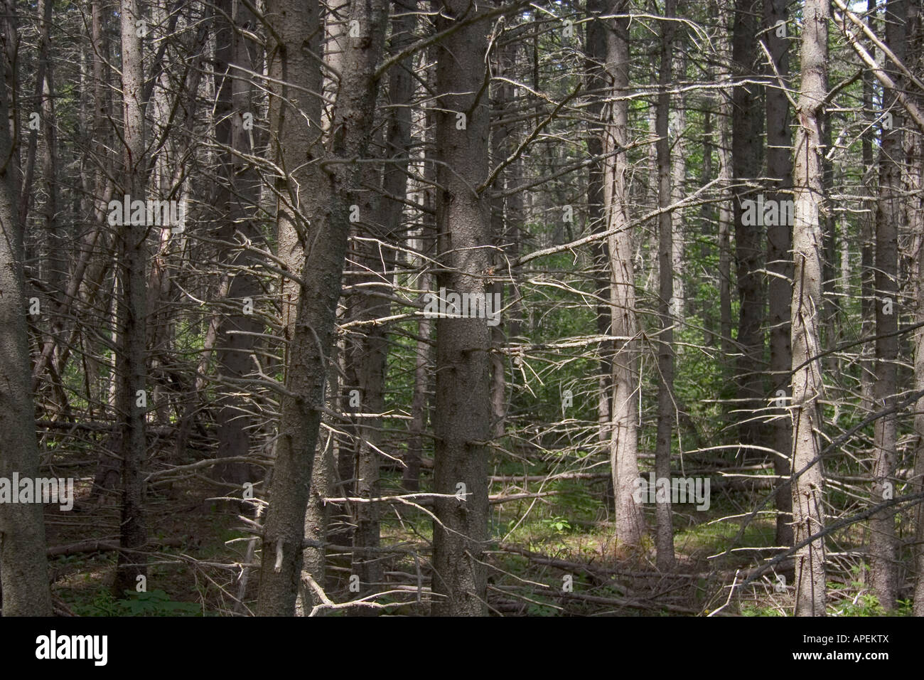 Il legno infestato da Anne di Green Gables romanzo di Lucy Montgomery. Foto Stock