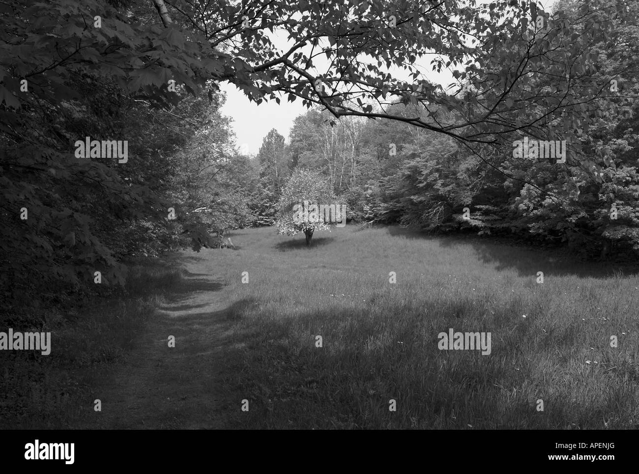 Albero di mele in montagna a prato, Underhill, Vermont, USA Foto Stock