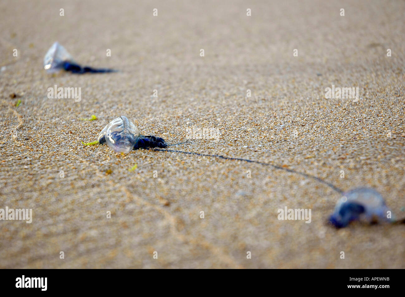 Bluebottle meduse arenati su una spiaggia, Sydney, Australia. Foto Stock