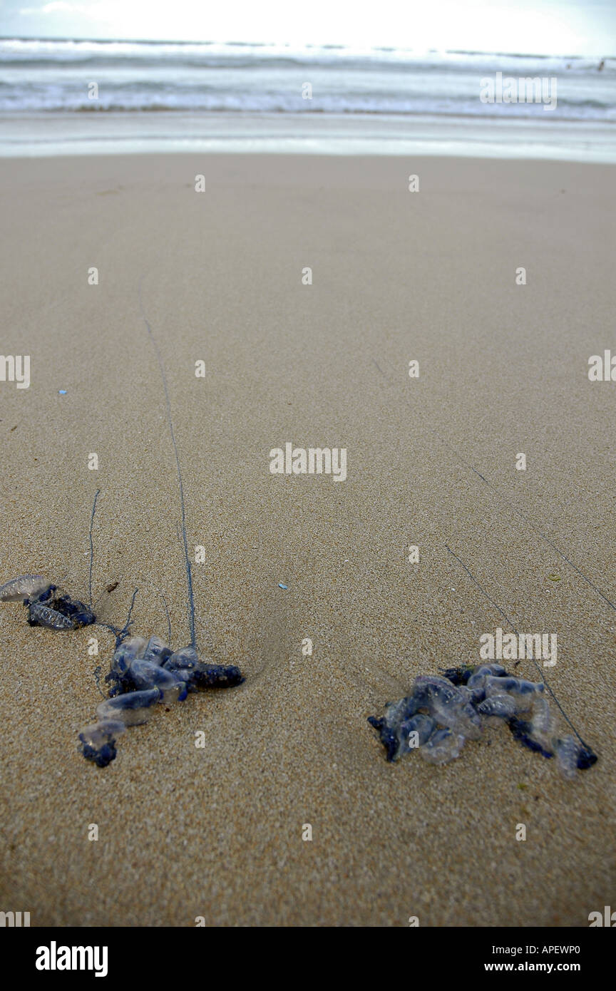 Bluebottle meduse arenati su una spiaggia, con l'oceano sullo sfondo, Sydney, Australia. Foto Stock