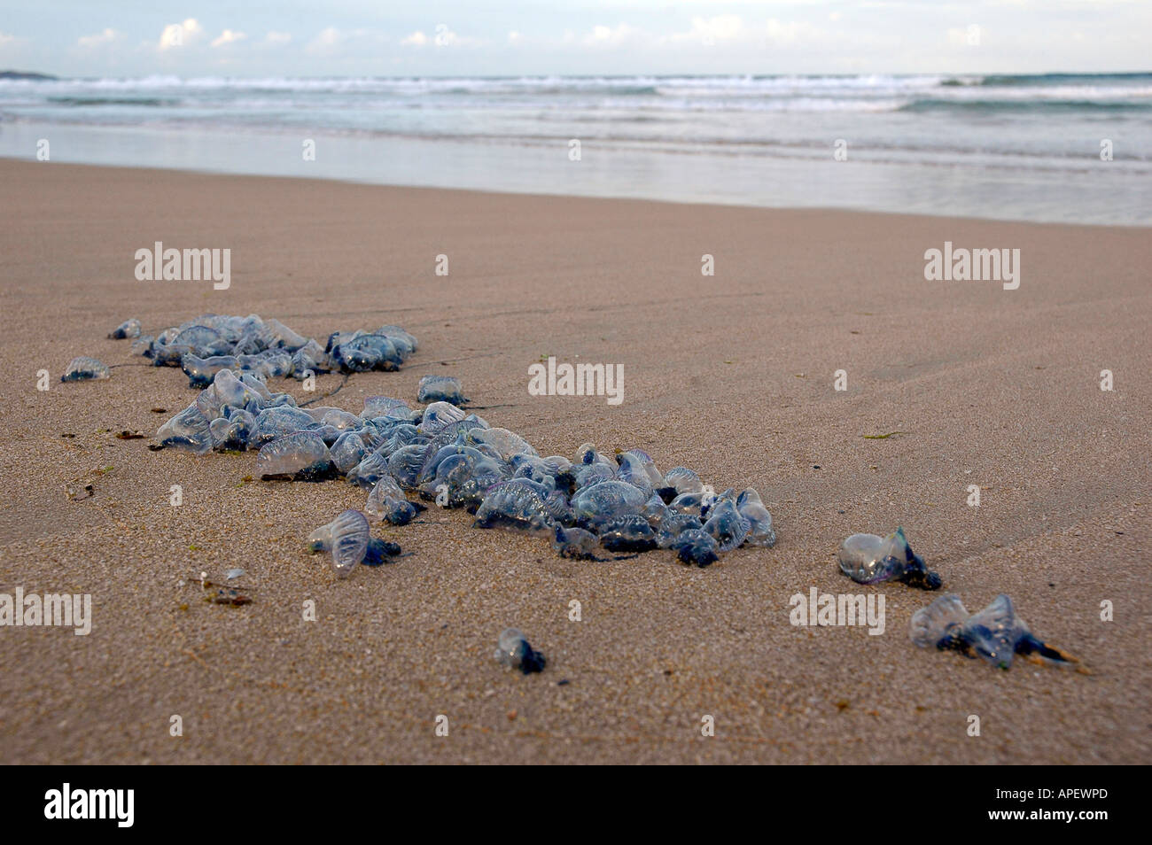 Un gran numero di bluebottle meduse arenati su una spiaggia, con l'oceano sullo sfondo, Sydney, Australia. Foto Stock