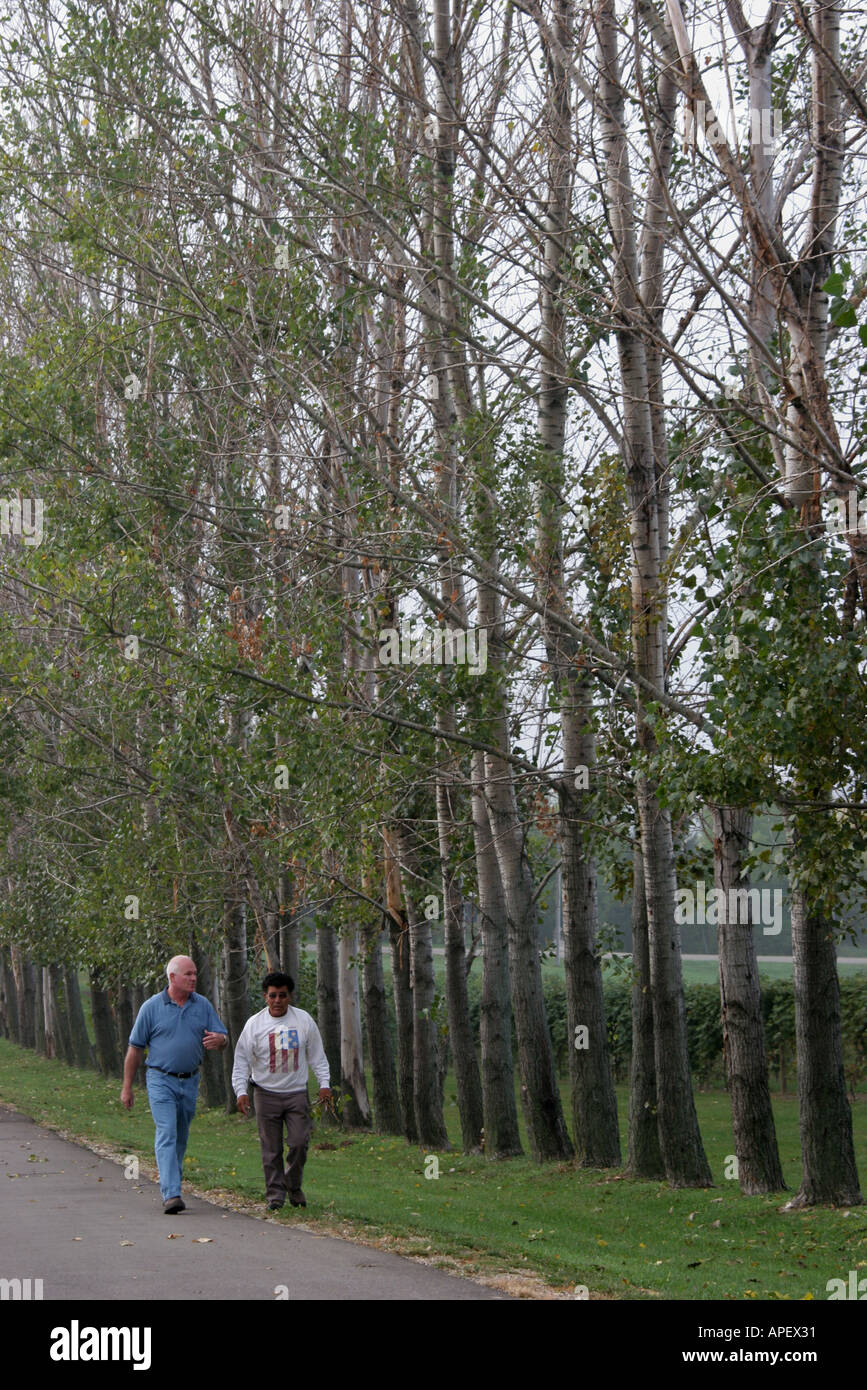 Michigan,MI,Mich,Upper Midwest,Coloma,Karma Vista Vineyards and Winery,Grape and Wine Industry Council,alberi di pioppo,uomini a piedi,i visitatori viaggiano Foto Stock