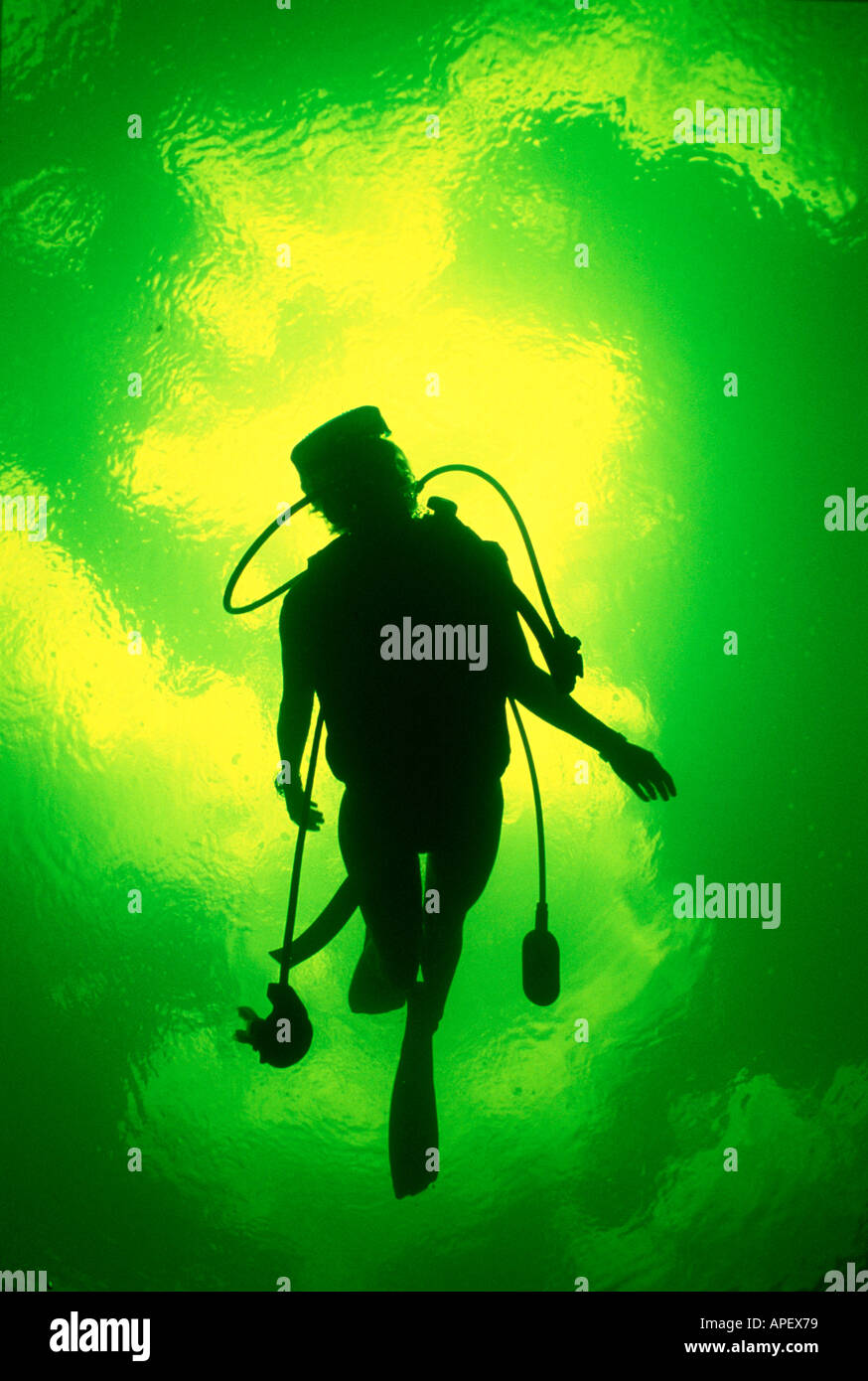 Backlit scuba diver shot dal di sotto, Key Largo, Florida, Stati Uniti d'America Foto Stock