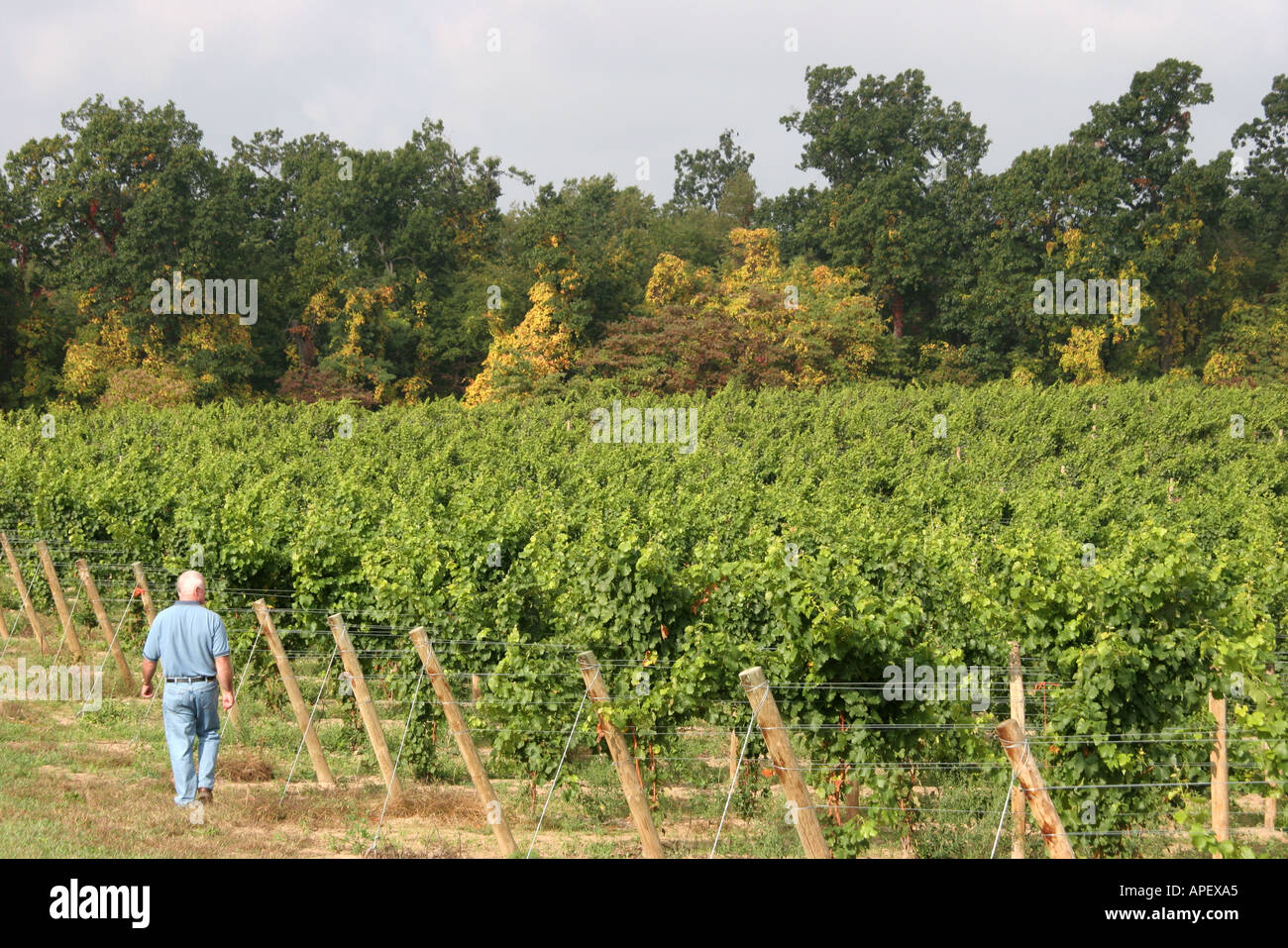 Michigan,MI,Mich,Upper Midwest,Coloma,Karma Vista Vineyards and Winery,Grape and Wine Industry Council,White man,maschio owner,ispezione,visitatori viaggio Foto Stock