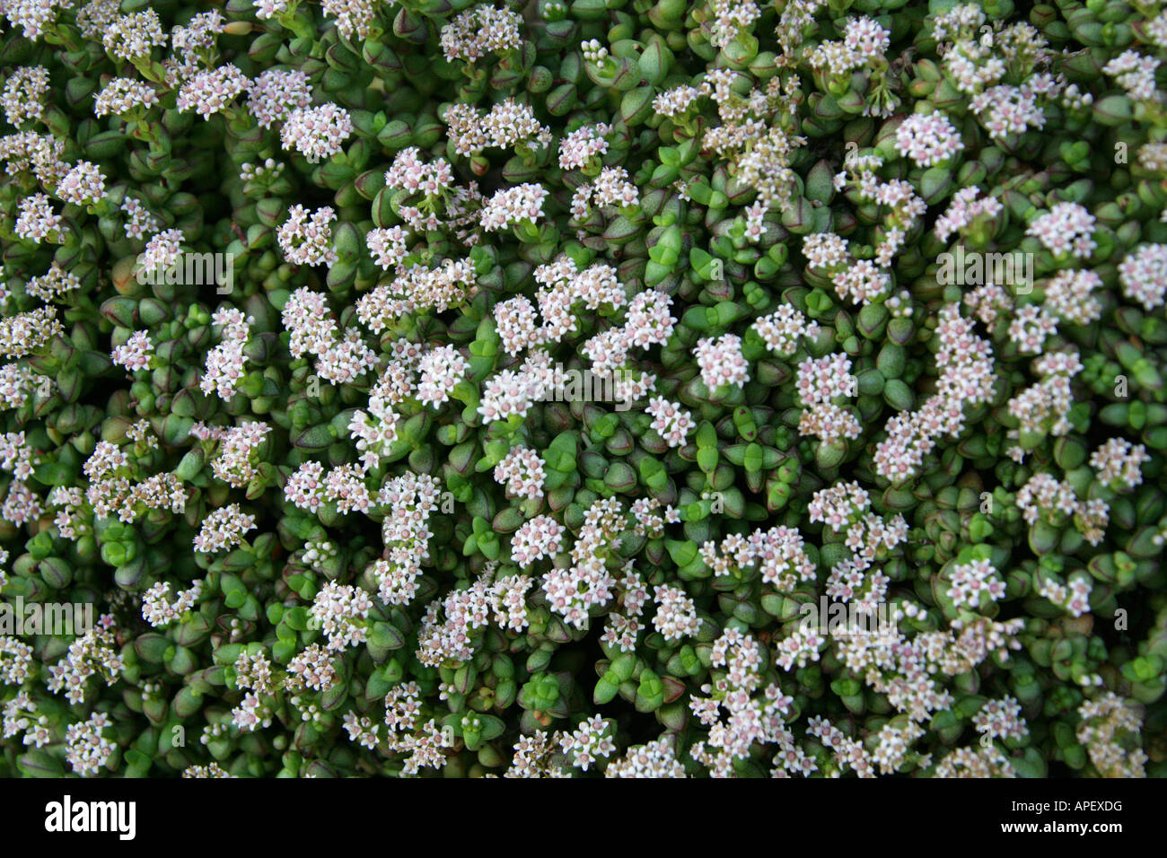 Crassula brevifolia Piante succulente | Dicotiledoni Sud Africa succulenta Foto Stock
