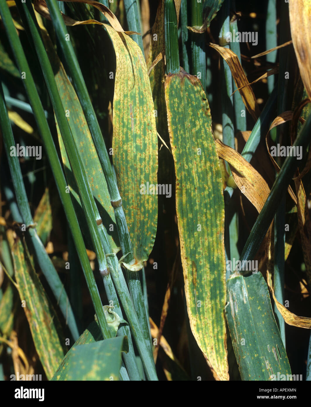Marrone ruggine Puccinia hordei infezione nel raccolto di orzo Foto Stock