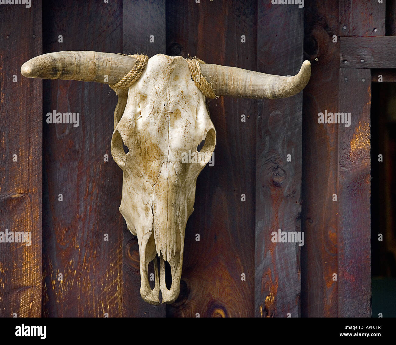 Testa di vacca scheletro con corna appeso sul vecchio muro di legno. Foto Stock