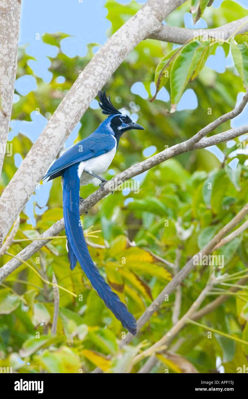 Sebbene sia grande e rumoroso, il bel colore azzurro di tropicale nero-throated Magpie Jay è ciò che cattura l'occhio. Foto Stock
