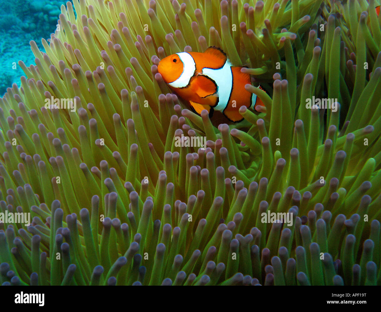 Western Clownfish Amphiprion ocellaris in Anemone Agincourt Reef della Grande Barriera Corallina del Queensland del Nord Australia Foto Stock