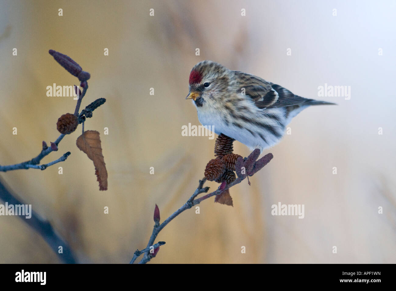 Alaska uccello redpoll comune inverno Carduelis flammea kenai National Wildlife Refuge Foto Stock