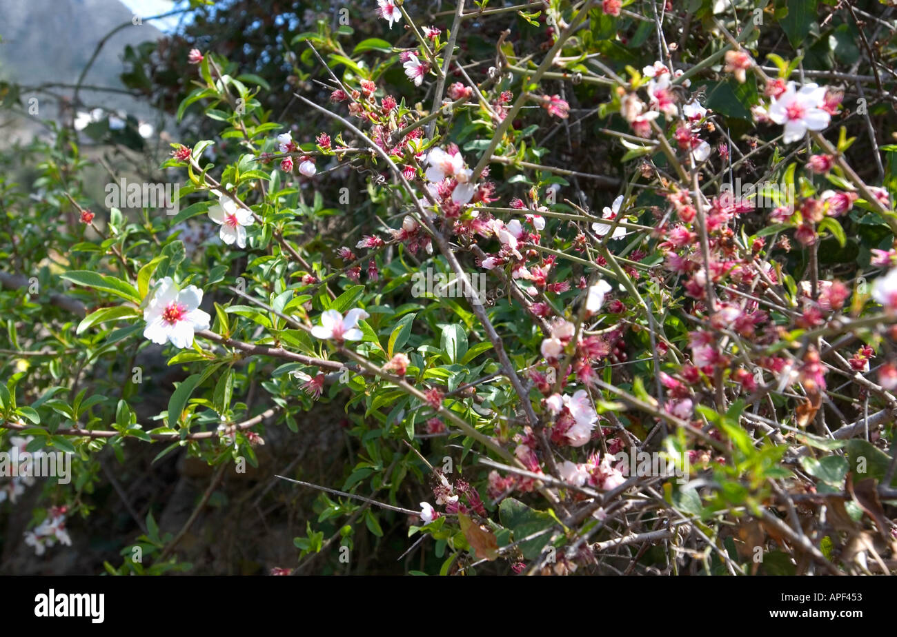 Prunus dulcis syn Amygdalus communis Wild mandorla bush in una siepe a Kambia Creta Foto Stock