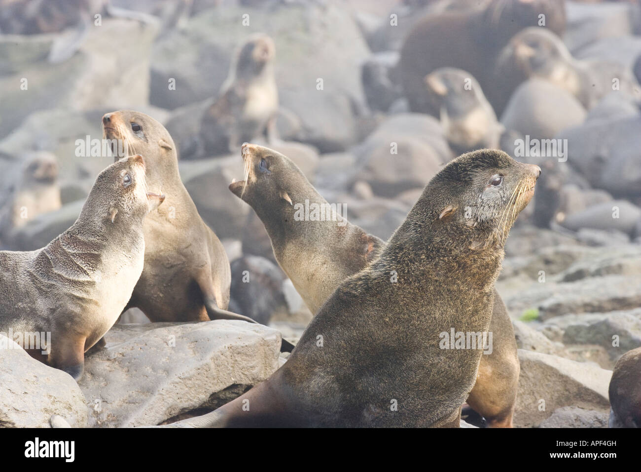 Alaska pribilor isole san paolo nord pelliccia sigillo Callorhinus ursinus Foto Stock