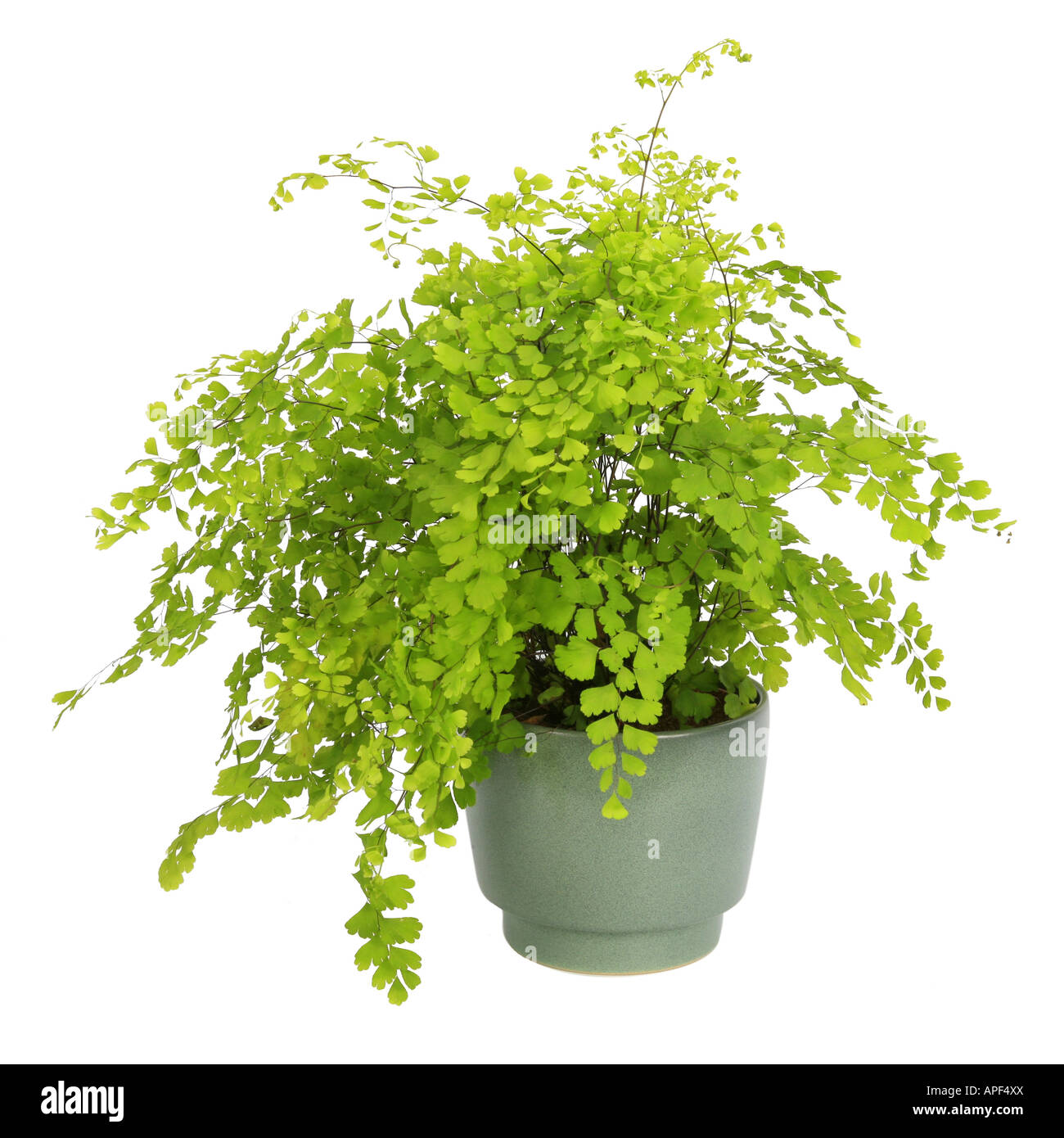 Delta Delta Maidenhair felce capelvenere Adiantum raddianum Adiantum cuneatum pianta in vaso Foto Stock
