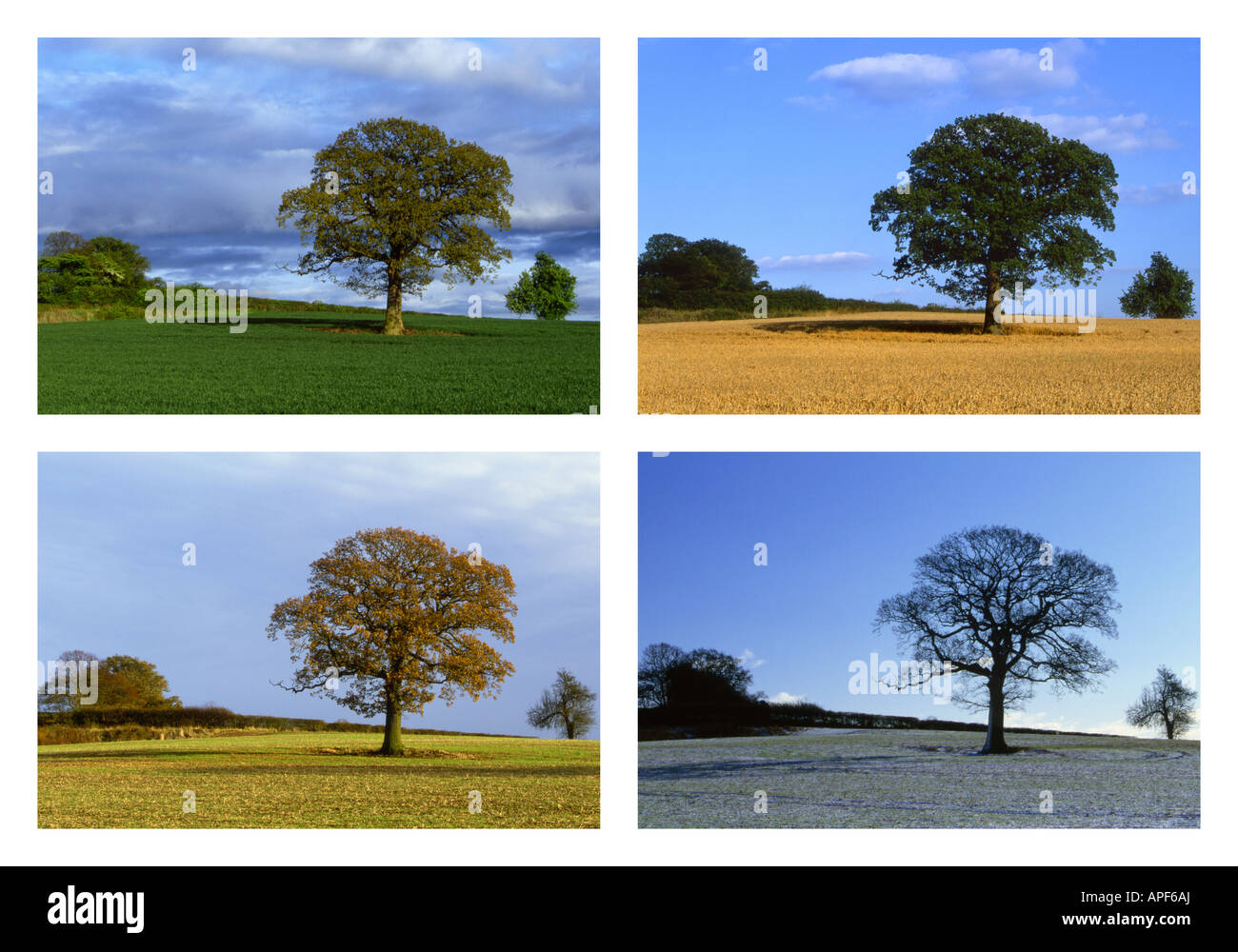 Oak Tree in un campo di grano attraverso le quattro stagioni Warwickshire Inghilterra Foto Stock