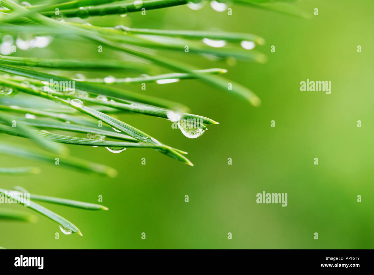 Close up della mattina gocce di rugiada sul verde aghi di pino con fresco verde copyspace Foto Stock