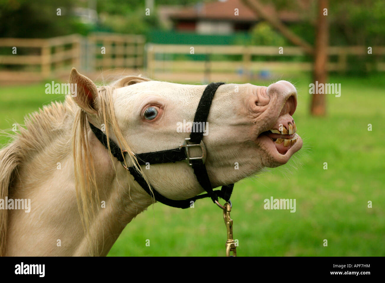 Grazioso piccolo animale pony sorriso cavalli divertenti Foto Stock