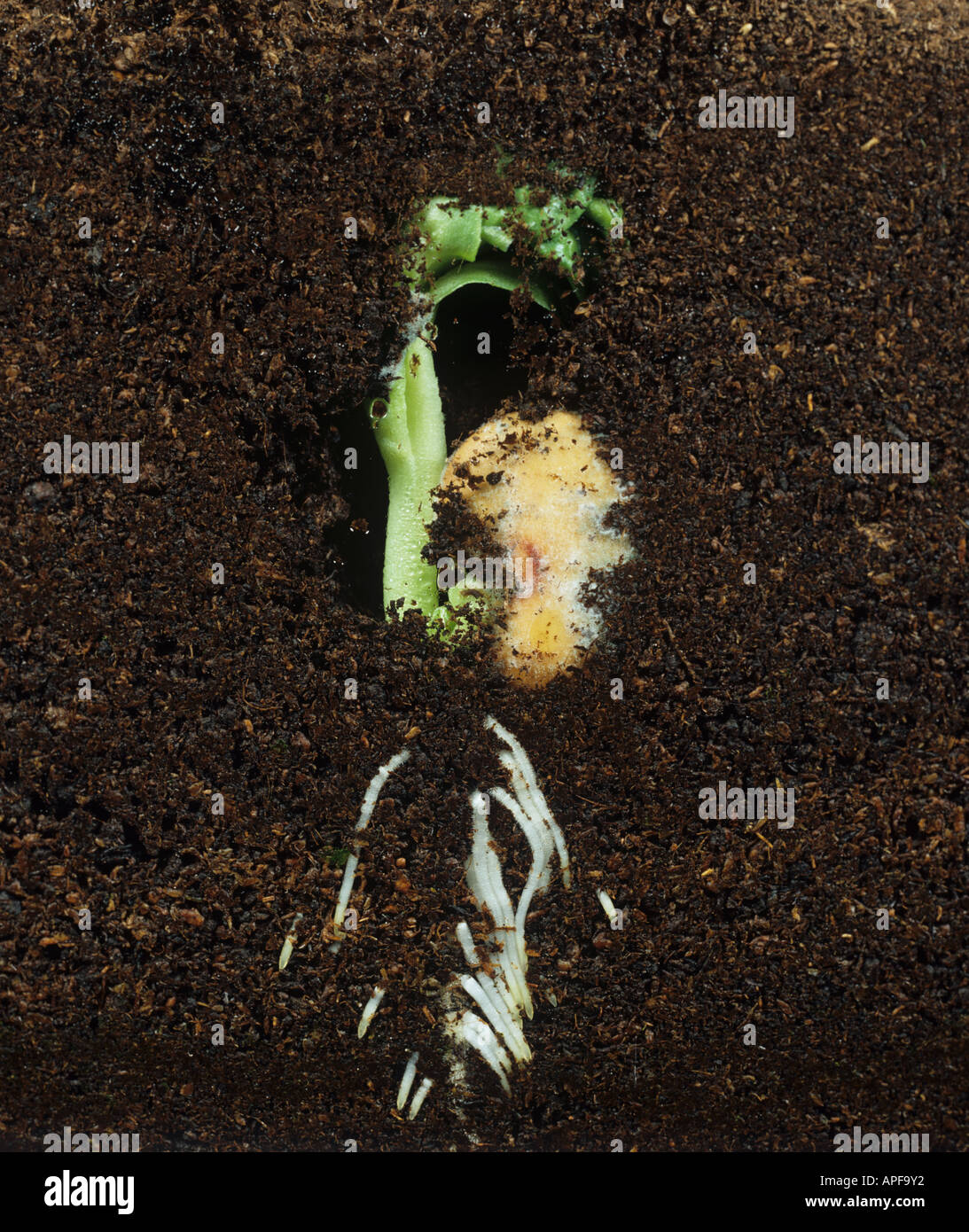 La Germinazione di vicia semi di fagiolo di radici e tralcio verde nel serbatoio in vetro Foto Stock