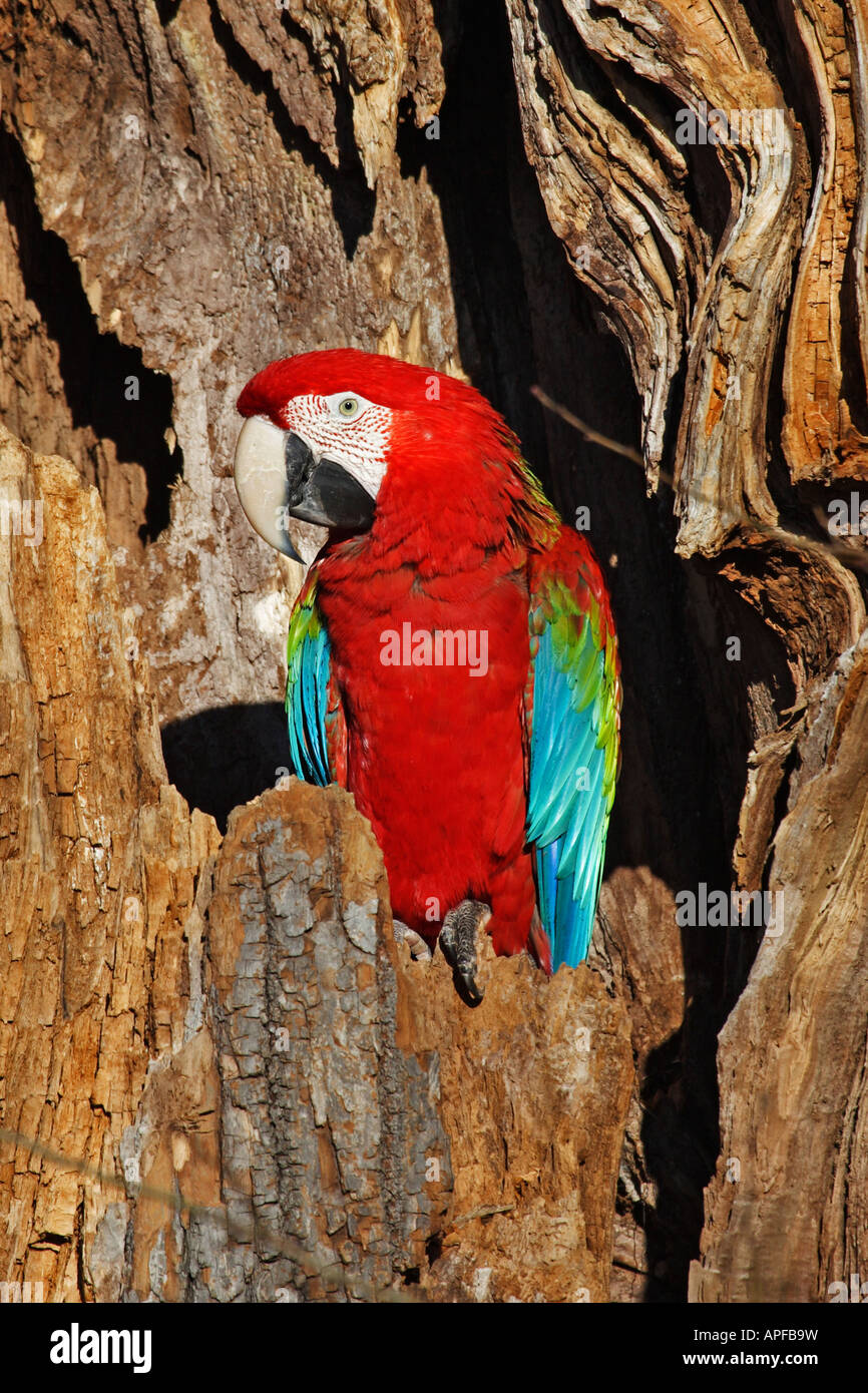 Il rosso e il verde Macaw Green winged Macaw (Ara chloroptera) seduta nella struttura ad albero cavo Foto Stock