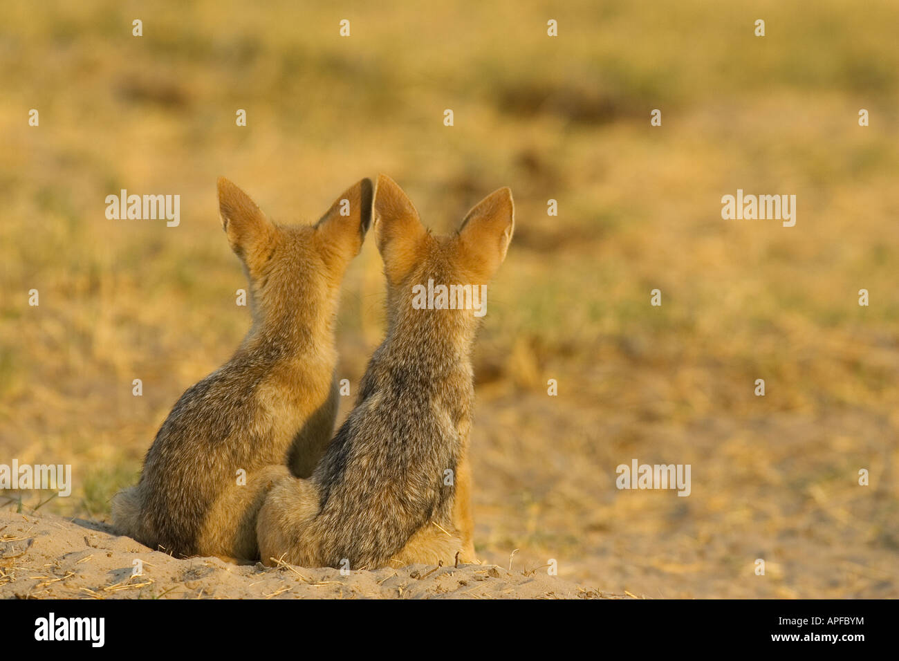 Black backed Jackal (Canis mesomelas) due cuccioli all'ingresso del burrow Foto Stock