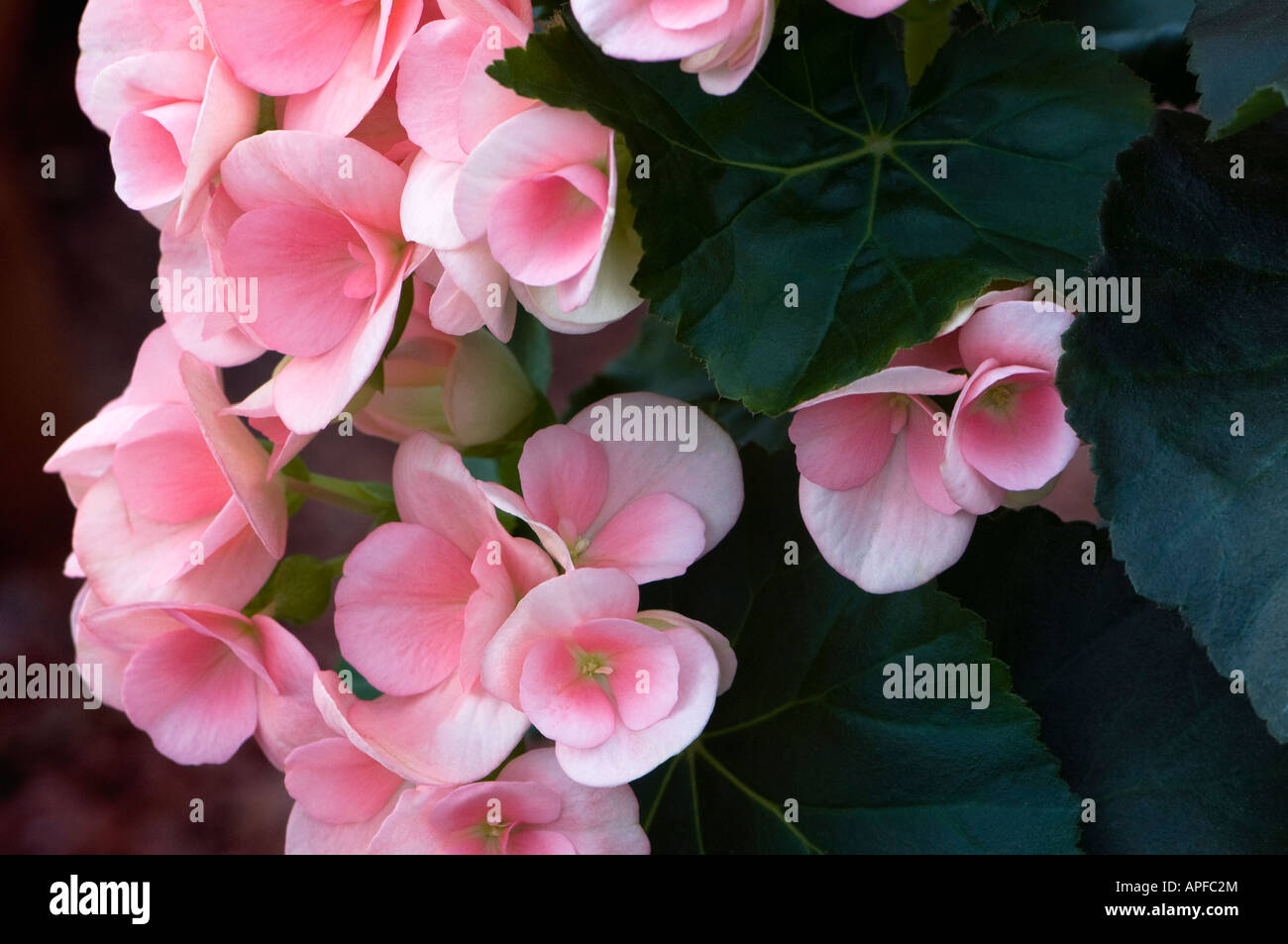 Rex Begonia in rosa Foto Stock