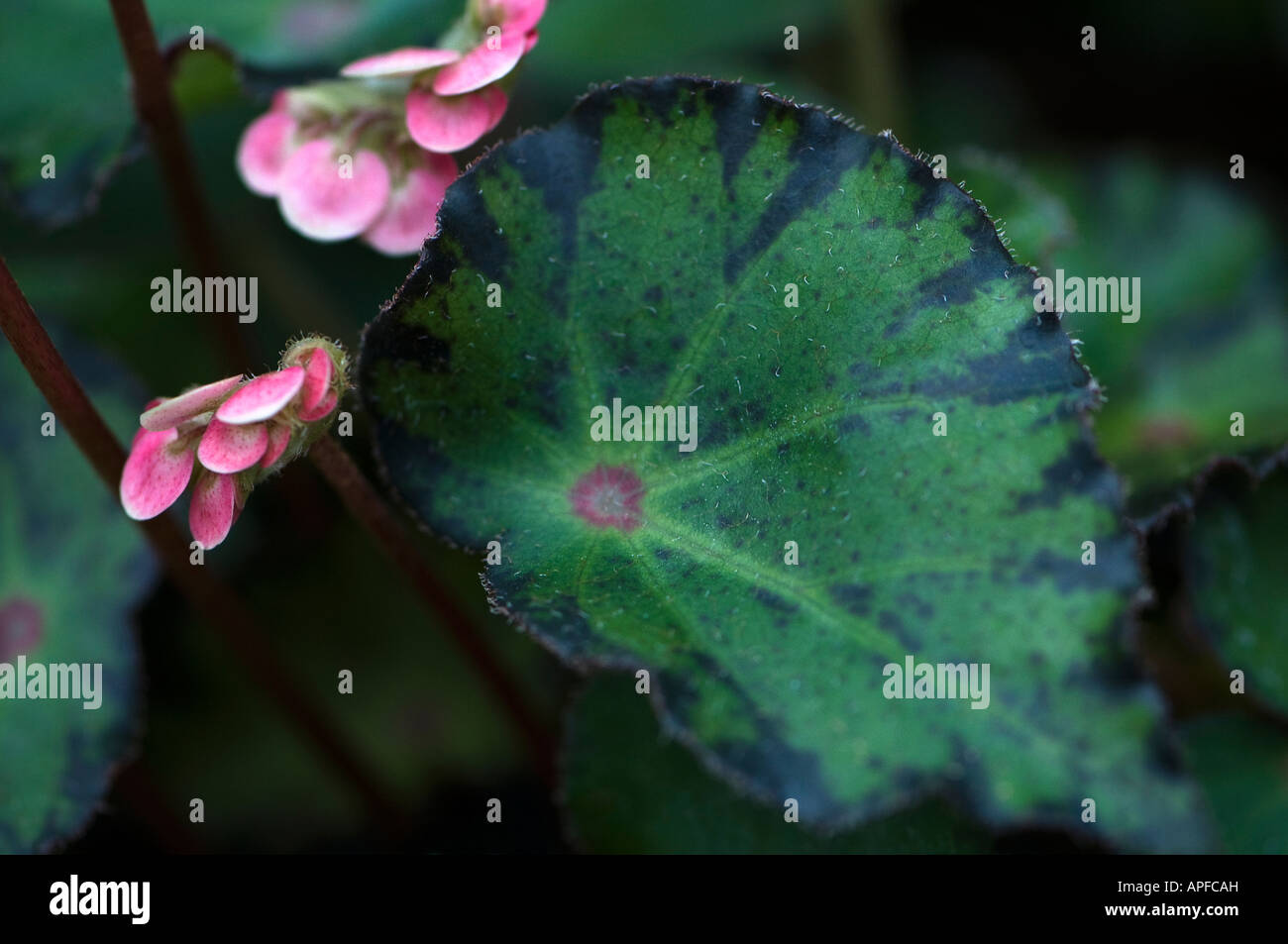 Rex begonia con splendidamente segnato leaf Foto Stock