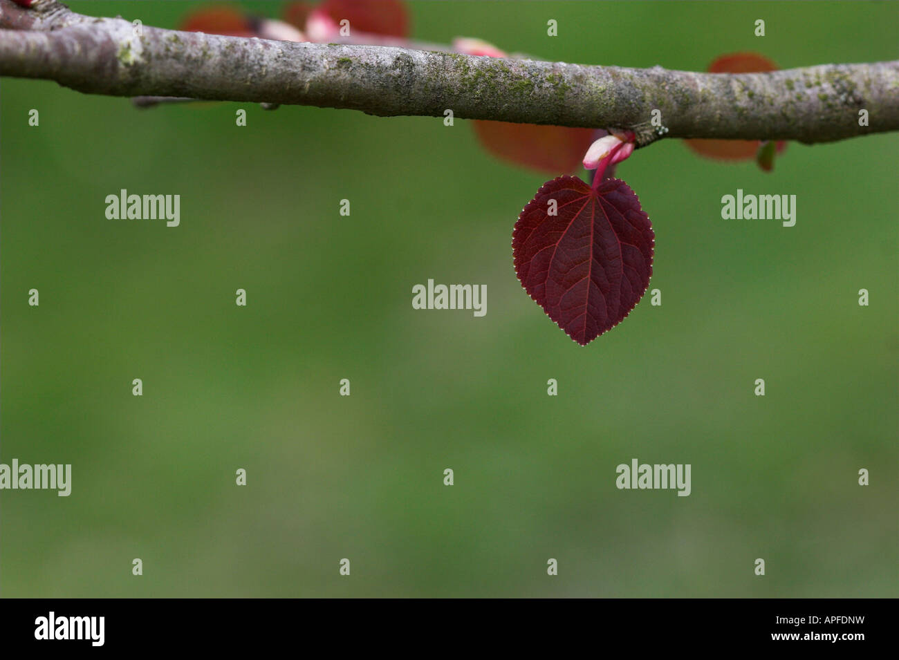 Cercidiphyllum japonicum Katsura tree Foto Stock