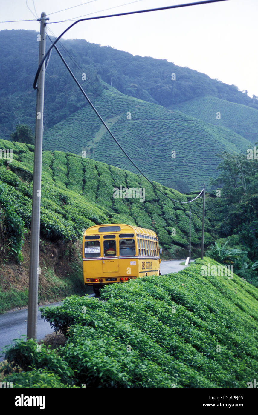 Un autobus gialli aziona il throught Boh tea break, Cameron Highlands, Malaysia. Foto Stock